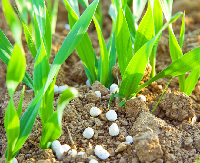 Biostimulant ve Özel gübreler