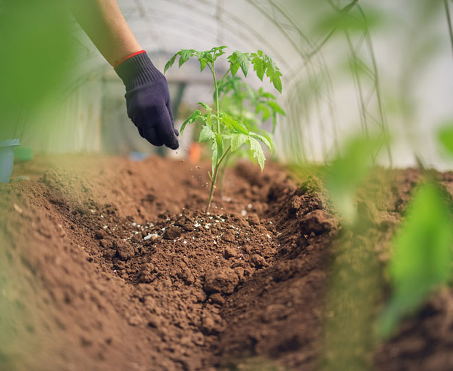 Fertilizantes Puros y Clásicos
