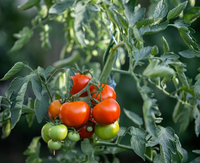 Fertilizantes estabilizados e inhibidos