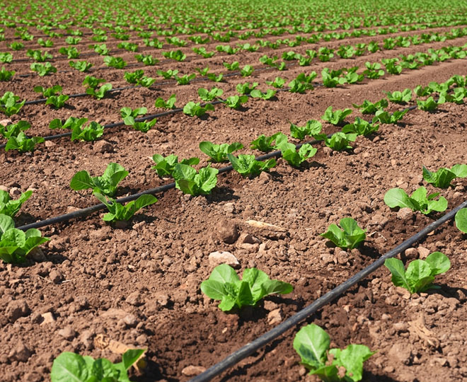 Fertilizantes NPK